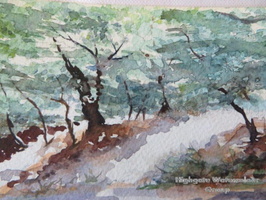 Queens Wood 