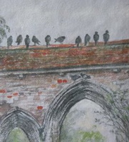 Pigeons