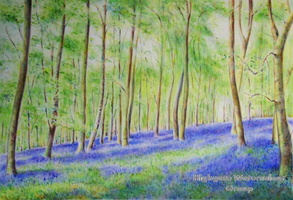 Bluebells 2