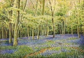 Bluebells