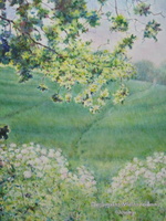 Cow Parsley