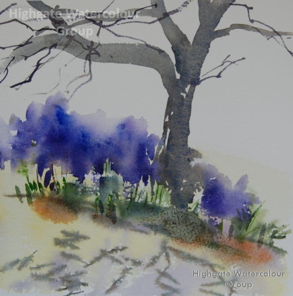 Dedham_Bluebells_wc.JPG