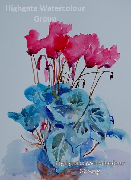 HWCG_Cyclamen.JPG
