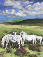 White Ponies on Dartmoor