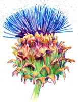 Cardoon 