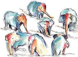 Pinnawala Elephant Sanctuary, Sri Lanka 