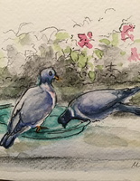 Pigeons' Refreshment