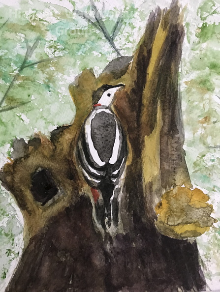 shirley woodpecker.jpg