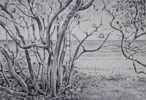 Mangrove
