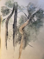 Golders Hill Woods