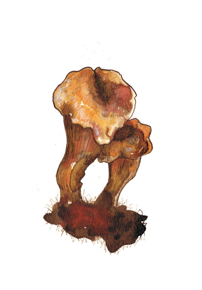 Chantarelles_A5_2024.jpg