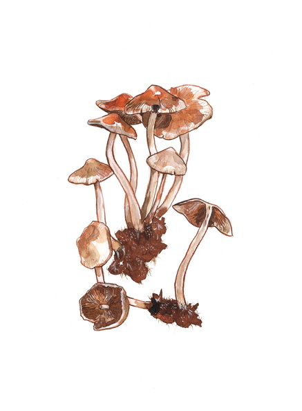CommonBonnets_A3_2024.jpg