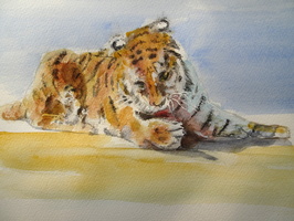 Tiger at Hertford Zoo