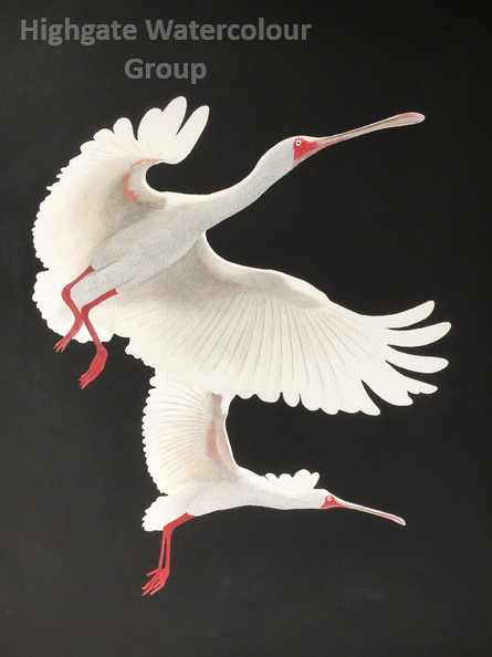 Spoonbills   John Lambie.JPG
