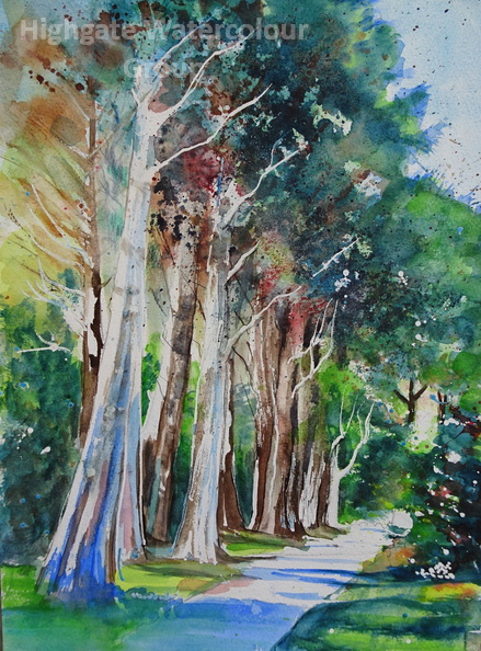Monterey Cyress trees .JPG