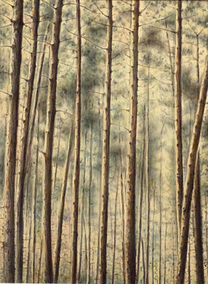 normal_Pines.png